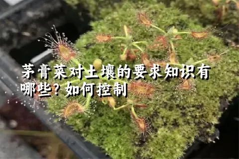 茅膏菜对土壤的要求知识有哪些？如何控制