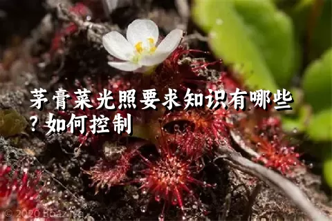 茅膏菜光照要求知识有哪些？如何控制