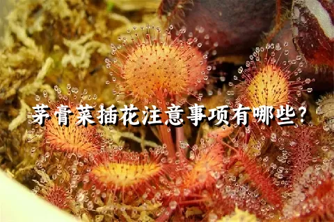 茅膏菜插花注意事项有哪些？