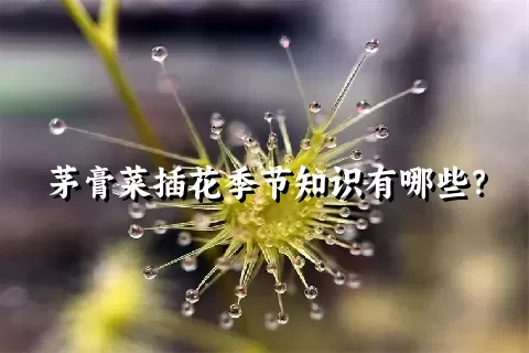 茅膏菜插花季节知识有哪些？