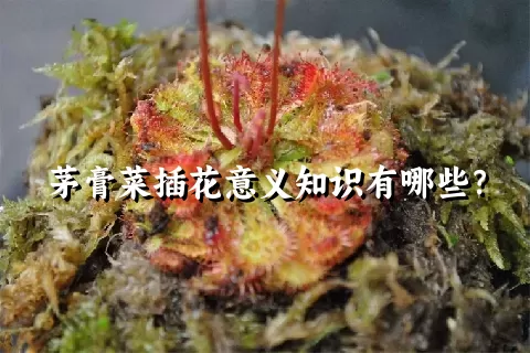 茅膏菜插花意义知识有哪些？