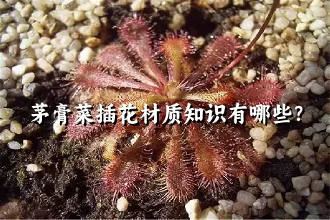 茅膏菜插花材质知识有哪些？