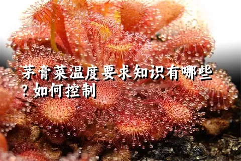 茅膏菜温度要求知识有哪些？如何控制