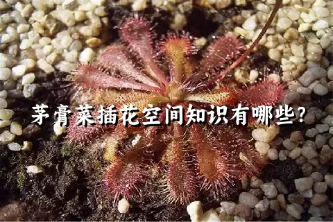 茅膏菜插花空间知识有哪些？