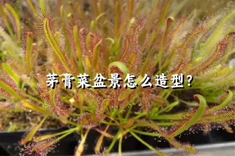 茅膏菜盆景怎么造型？