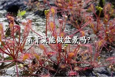 茅膏菜能做盆景吗？