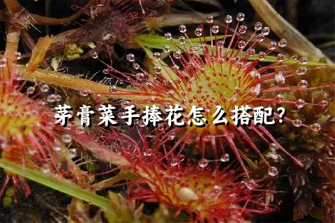 茅膏菜手捧花怎么搭配？