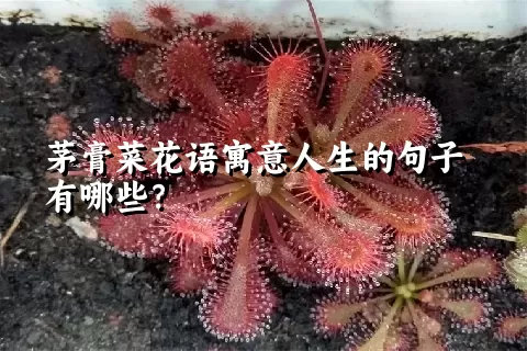 茅膏菜花语寓意人生的句子有哪些？