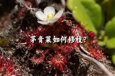 茅膏菜如何修枝？