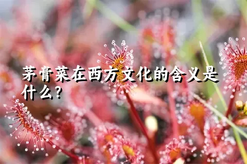 茅膏菜在西方文化的含义是什么？