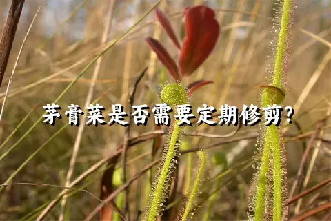 茅膏菜是否需要定期修剪？