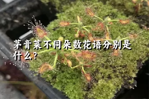 茅膏菜不同朵数花语分别是什么？