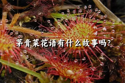 茅膏菜花语有什么故事吗？