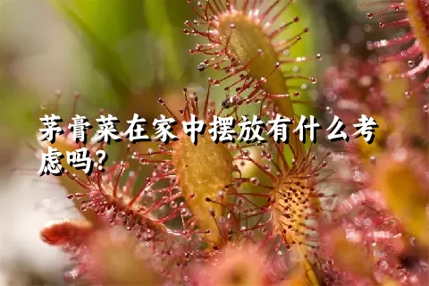 茅膏菜在家中摆放有什么考虑吗？