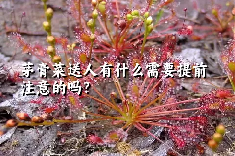 茅膏菜送人有什么需要提前注意的吗？