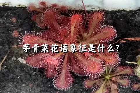 茅膏菜花语象征是什么？