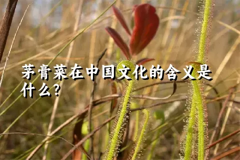 茅膏菜在中国文化的含义是什么？