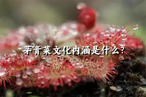 茅膏菜文化内涵是什么？