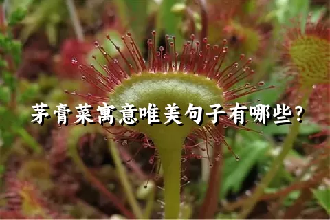 茅膏菜寓意唯美句子有哪些？