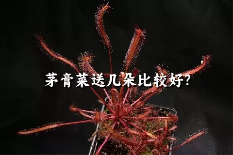 茅膏菜送几朵比较好？