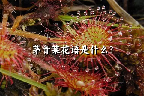 茅膏菜花语是什么？