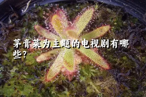 茅膏菜为主题的电视剧有哪些？