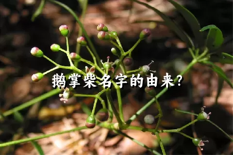 鹅掌柴名字的由来？