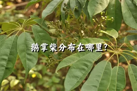 鹅掌柴分布在哪里?