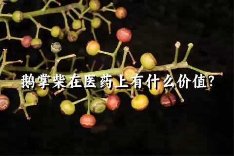 鹅掌柴在医药上有什么价值？