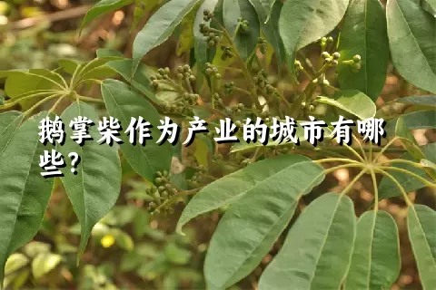 鹅掌柴作为产业的城市有哪些？