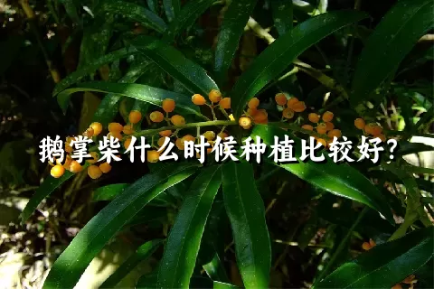 鹅掌柴什么时候种植比较好？