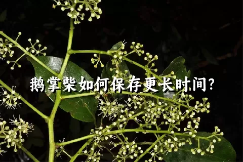 鹅掌柴如何保存更长时间？