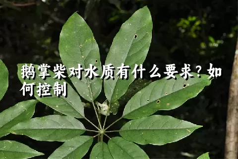 鹅掌柴对水质有什么要求？如何控制