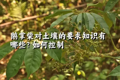 鹅掌柴对土壤的要求知识有哪些？如何控制