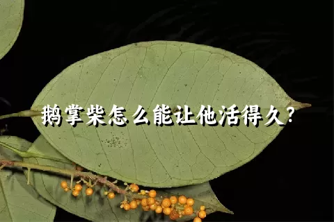 鹅掌柴怎么能让他活得久？