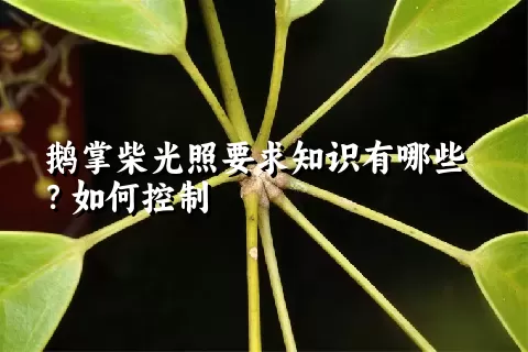 鹅掌柴光照要求知识有哪些？如何控制