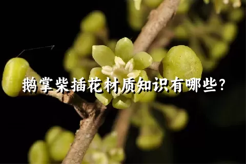 鹅掌柴插花材质知识有哪些？