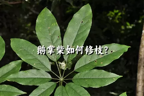 鹅掌柴如何修枝？