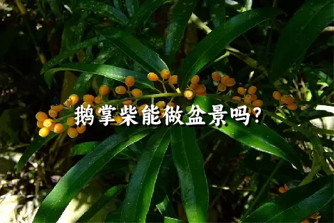 鹅掌柴能做盆景吗？