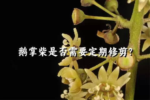 鹅掌柴是否需要定期修剪？