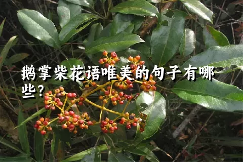 鹅掌柴花语唯美的句子有哪些？