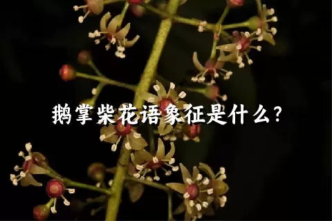 鹅掌柴花语象征是什么？