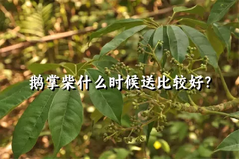 鹅掌柴什么时候送比较好？