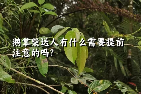 鹅掌柴送人有什么需要提前注意的吗？