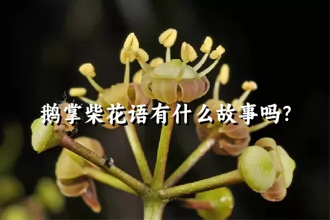 鹅掌柴花语有什么故事吗？