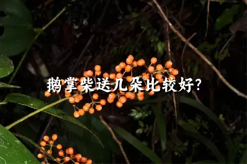 鹅掌柴送几朵比较好？