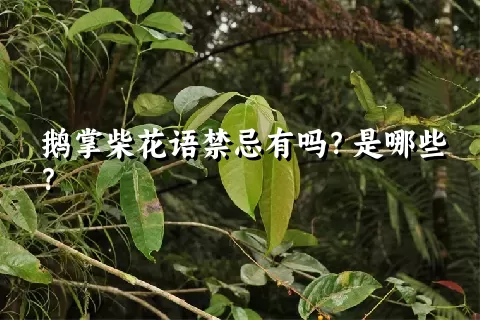 鹅掌柴花语禁忌有吗？是哪些？