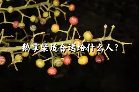 鹅掌柴适合送给什么人？