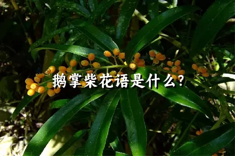 鹅掌柴花语是什么？