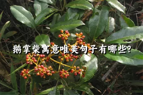 鹅掌柴寓意唯美句子有哪些？